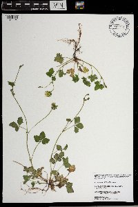 Duchesnea indica image