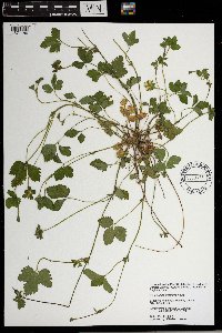 Duchesnea indica image