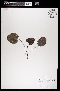 Synthyris bullii image