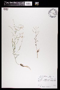 Arabidopsis lyrata subsp. lyrata image