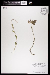 Arabis pycnocarpa image
