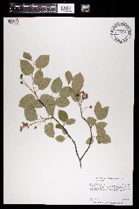 Amelanchier laevis image