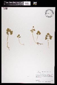 Adoxa moschatellina image