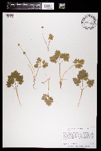 Adoxa moschatellina image