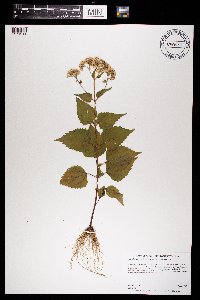 Ageratina altissima var. altissima image