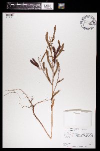 Chamaecrista fasciculata image