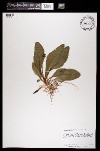 Dodecatheon amethystinum image