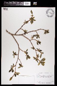 Dirca palustris image