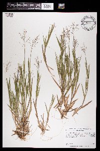 Dichanthelium commonsianum image