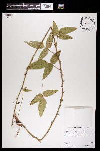 Desmodium illinoense image