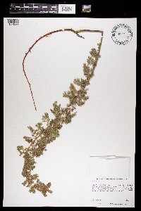 Dalea villosa image