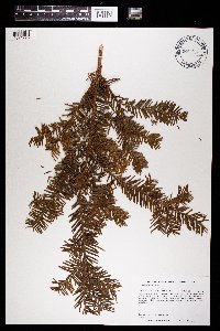 Taxus canadensis image