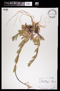 Silene csereii image