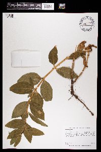 Saponaria officinalis image