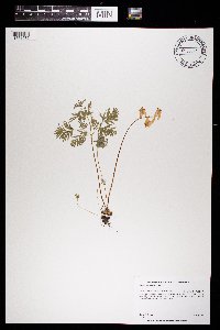 Dicentra cucullaria image