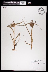 Tradescantia bracteata image