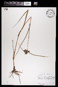 Tradescantia ohiensis image