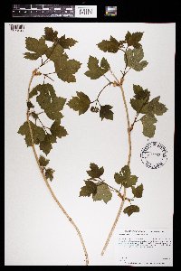 Viburnum opulus var. americanum image