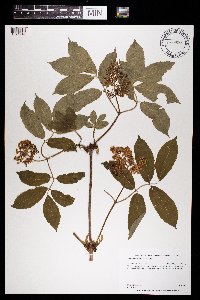 Sambucus racemosa var. racemosa image