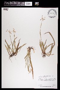 Luzula acuminata image