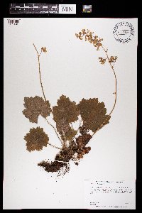 Heuchera richardsonii image