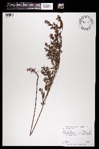 Crocanthemum bicknellii image