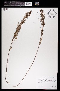 Crocanthemum bicknellii image