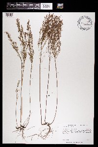 Lechea stricta image