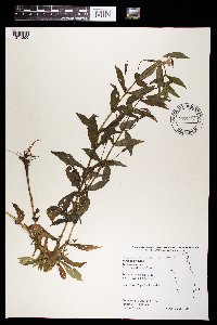 Mimulus ringens image