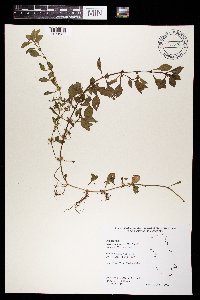 Ludwigia palustris image