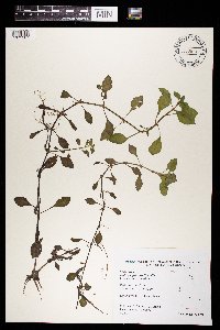 Ludwigia palustris image