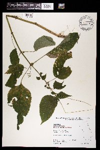 Circaea canadensis subsp. canadensis image