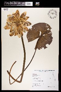 Nymphaea odorata image