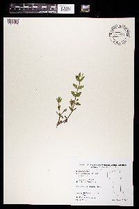 Lindernia dubia image