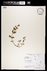 Lindernia dubia image