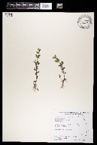 Lindernia dubia image