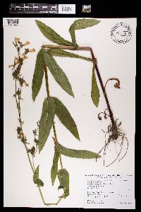 Penstemon digitalis image