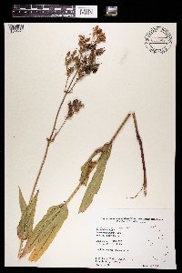 Penstemon digitalis image