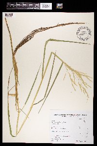 Leersia oryzoides image