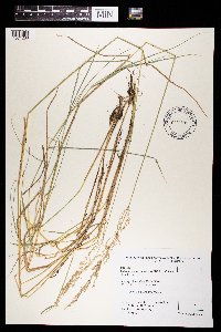 Calamagrostis canadensis image