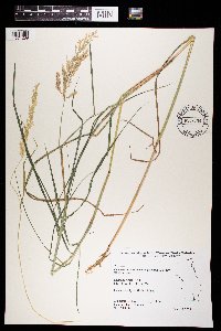 Calamagrostis canadensis image