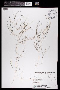 Stuckenia pectinata image