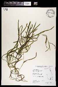 Potamogeton zosteriformis image