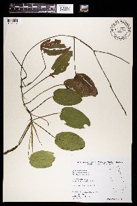 Potamogeton natans image