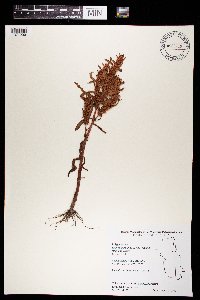 Rumex fueginus image