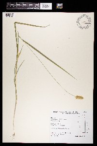 Setaria pumila subsp. pumila image