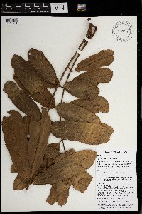 Aglaia brassii image