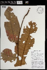 Aglaia tomentosa image