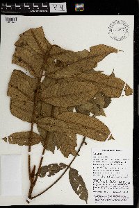 Aglaia tomentosa image