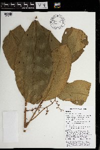 Aglaia sapindina image